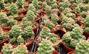 Image result for Monadenium torrei