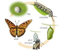 Butterfly Life Cycle Bring Butterflies Back