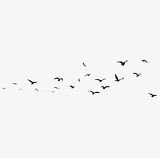 Birds Bird Sketch Png Transparent Clipart Image And Psd File For Free Download With Images Clip Art Bird Sketch Clipart Images