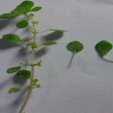 Image result for Justicia fittonioides