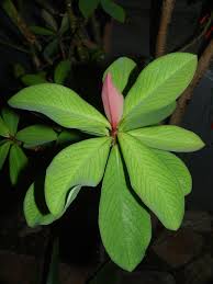 Image result for Euphorbia umbellata