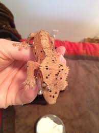 Cranberry Red Super Dalmatian From Dragontown Reptiles Crested Gecko Gecko Reptiles