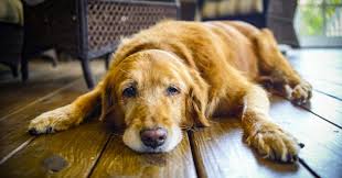 Veterinarian prices vary based on a number of factors — including your location's market rates, the. Pet Euthanasia How Do I Make The Decision Halton Veterinary House Call Services
