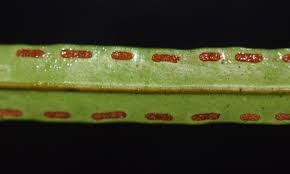 Image result for Polypodiaceae