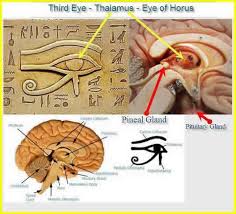 Epifiz Pineal Gland Ucuncu Goz Antik Tarih