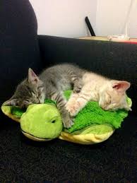 Magicalnaturetour Sleeping Kittens Via Reddit Sweet Dreams Beautiful Friends Sleeping Kitten Cute Animals Baby Cats
