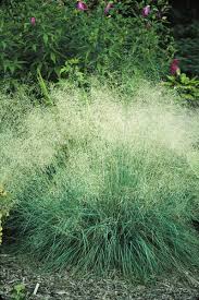 Image result for Eragrostis macrochlamys