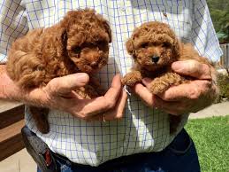 Here's the litter of bubblicious and my show boy, hercules. Red Toy Poodle Sydney Guanjun Home Facebook