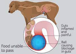 Gut Blockage Foreign Body In Dogs Pdsa