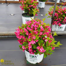 We did not find results for: Weigela Florida Sonic Bloom Pink Weigela From Home Nursery