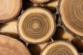 Core Of Juniper And Sandalwood Sandalwood Macro Photos Wood Branch
