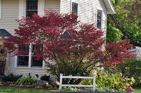 They had to prune back the rose bush to allow light into the window. Gardenatoz Burning Bush Garden A To Z