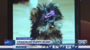 Browse thru our id verified puppy for sale listings to find your perfect puppy in your area. Maryville Couple Taken In By Craigslist Puppy Scam