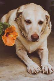 The following list of plants poisonous to dogs is not a complete, exhaustive list. Is Hibiscus Poisonous To Dogs Vet Explains Pets
