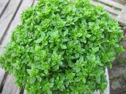 21 Types of Basil That Are Beautiful, Flavorful, and Utterly Delicious