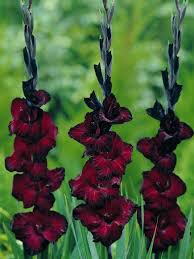 Image result for Gladiolus pretoriensis
