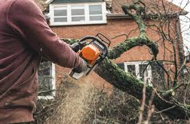 Our family business is one that will always put the customer first, something that our competitors simply cannot state. Fj Tree Services Is A Tree Company In Woodstock Il 60098