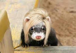 15 Ferret Tails Ideas Funny Ferrets Ferret Cute Ferrets