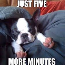 Fan page for frenchie enthusiasts who own, love, want, or admire frenchies. A Collection Of French Bulldog Memes