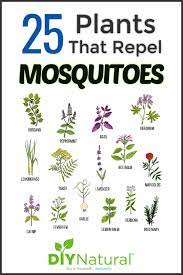 Maybe you would like to learn more about one of these? Mosquito Repellent Plants 25 Plants That Repel Mosquitoes Naturally