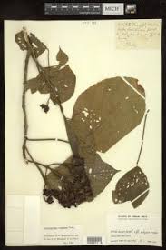 Image result for Clerodendrum lutambense