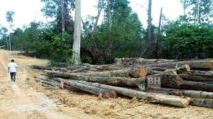 Dijangkakan dengan seramai 15 pemain daripad skuad 2015 akan dikekalkan. 16 Hutan Simpan Kekal Di Kelantan Diceroboh
