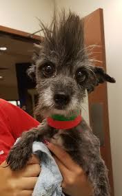 Pet grooming in phoenix, az. Come To Our Metrocenter Phoenix Az Halo Animal Rescue Facebook