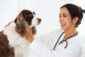 Paws offers this free veterinary care to pet owners that are living on a low income. Low Cost Dental For Dogs Tips On Cheap Dog Dental Care 1dental