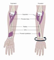 Physioosteobook Pronator Teres Muscle Facebook Create your own flashcards or choose from millions created by other students. physioosteobook pronator teres muscle