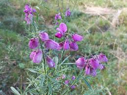 Image result for Polygala virgata