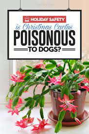 There are some house plants that can cause severe poisoning in pets. Are Christmas Cactus Poisonous To Dogs Here S What You Must Know