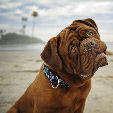 Dogue De Bordeaux Pdsa