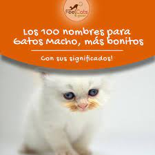 Mejores Nombres Para Gatos Machos Y Su Significado Feelcats Nombres Para Gatas Nombres Para Gato Macho Gatos
