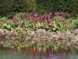 Bergenia spreads by short underground stems that produce new plants, and another bonus of growing these is that they suppress almost all types of weeds! Bergenie Admiral Schonstes Stauden Sortiment Expertenwissen