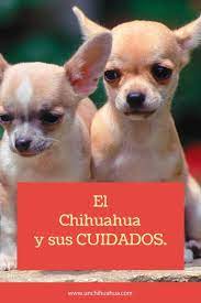 El Perro Chihuahua Y Sus Cuidados Perros Chihuahua Chihuahueno Chihuahua