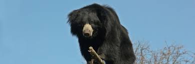 These are the only specie of bear. Sloth Bear Zoo Berlin