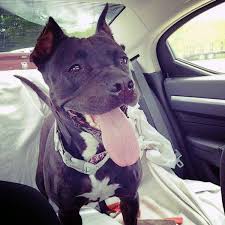 I am just trying to get everything in order before the puppy comes here so that i wont have to make hasty decisions and whatnot. Do It Yourself Ear Cropping On Pets Is A Cruel And Inhumane Practice The Virginian Pilot