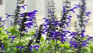 Image result for Salvia