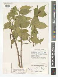 Image result for Rytigynia lewisii