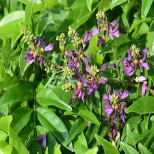 Image result for Millettia