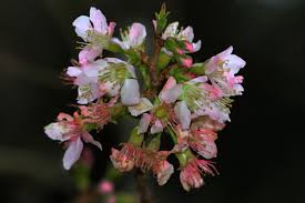 We did not find results for: Cuaca Tak Menentu Bunga Sakura Di Kebun Raya Cibodas Sulit Mekar Sempurna Halaman All Kompas Com