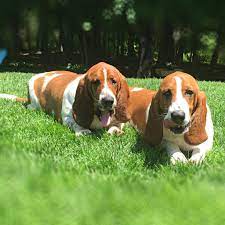 basset hound twin brothers bassethound puppies basset dog basset hound basset hound puppy