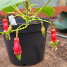 Image result for Fuchsia splendens