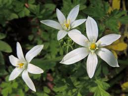 Image result for Ornithogalum flexuosum