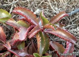 Image result for Kalanchoe brachyloba