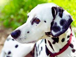 Image result for dalmatin