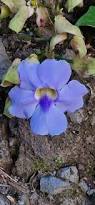 Image result for Thunbergia reticulata