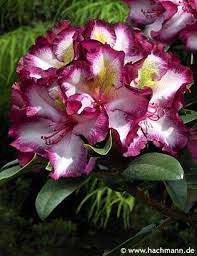 Rhododendron Midnight Magic Havlis Cz Hibiscus Flowers Beautiful Flowers Rhododendron