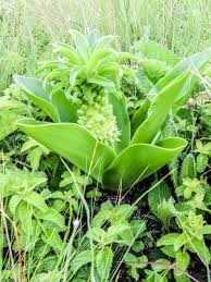 Image result for Basananthe sandersonii