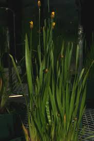 Image result for Xyridaceae